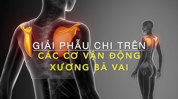 Giải phẫu chi trên: Các cơ vận động bả vai