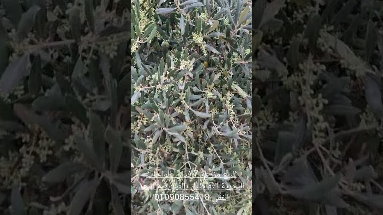 مزرعة 7 فدان للبيع  بالواحات البحرية  بدون ملف تقنين بها 120 نخلة اعمار ممتازة م اسعد الفقي 