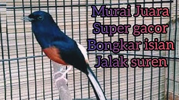 Burung Murai Batu Juara Super Gacor Isian Jalak Suren 💯%