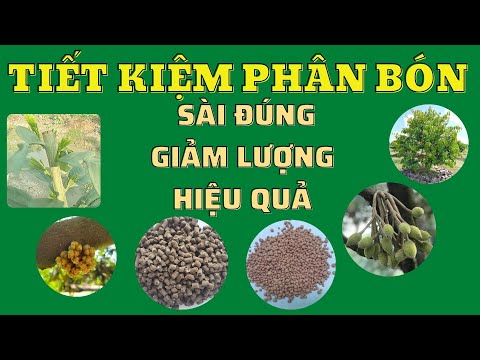 Video: Cách Cho ăn Tỏi Vào Tháng 7? Bón Thúc Thúc Mọc đầu Vào đầu Tháng Và Cuối Tháng. Bón Phân Super Lân Và Các Loại Phân Bón Khác Như Thế Nào để Thu Hoạch Tốt Hơn?