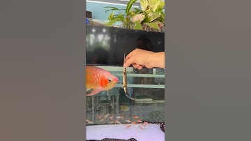 Thức ăn tốt cho huyết long - rắn mối #iloveanimals #carong #huyetlong #sepauk