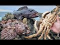 Eating MASSIVE CRAB and WORMY, PARASITIC FISH!  Catch and Cook!!