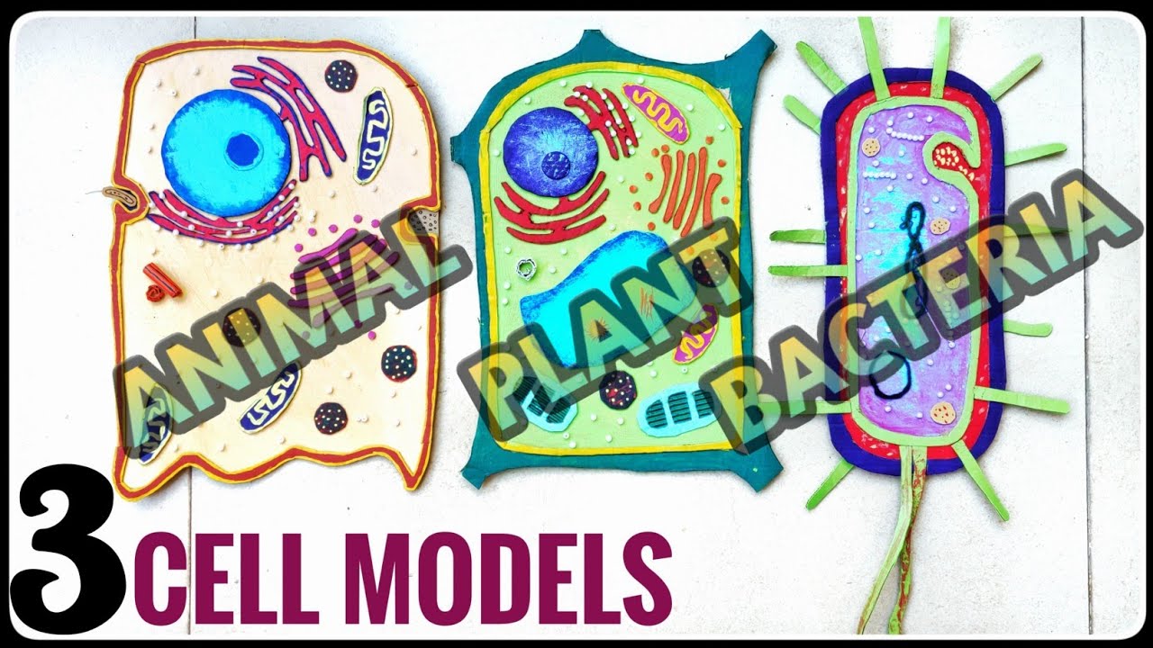 Simple and Easy way to make Animal Cell Model - YouTube
