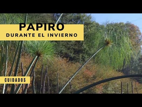 Video: Preparación para el invierno del papiro Cyperus: cómo cuidar el papiro en invierno