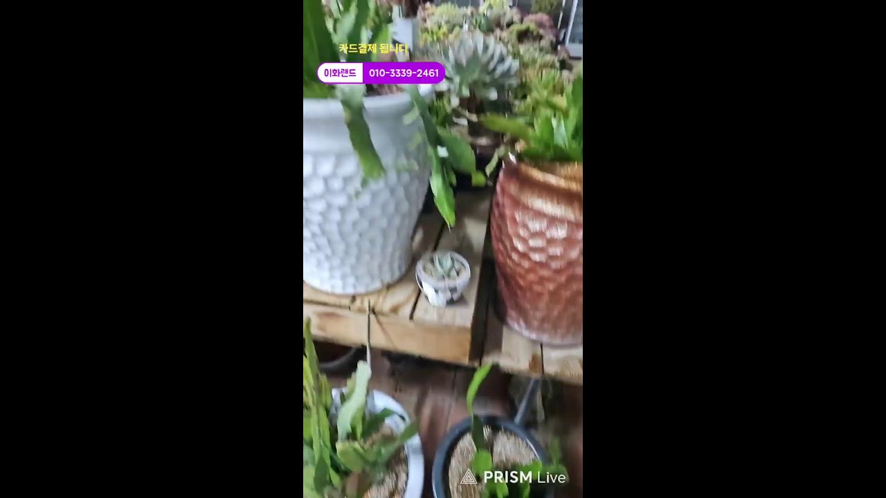 이화랜드 라이브 방송
