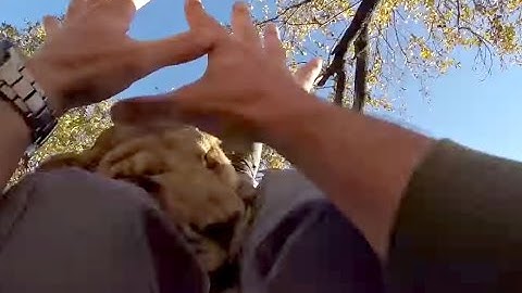 Lion Attack/Hug | The Lion Whisperer