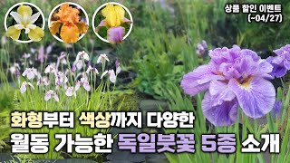 겨울에도 끄떡없는 붓꽃⛄ 화형과 색상도 다양해요! 총 5종 소개 및 할인이벤트까지‼️