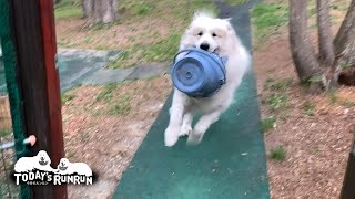 順調に元気になるルンルンとそれ以上に元気になるアランです　Great Pyrenees　グレートピレニーズ