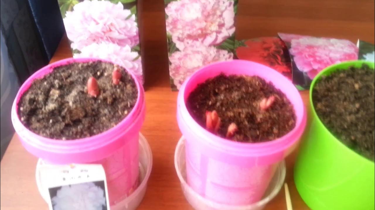 Как размножить пионы семенами. Семена пиона древовидного. Как размножить пионы семенами. Как размножить пионы семенами. Размножение пионов черенками.