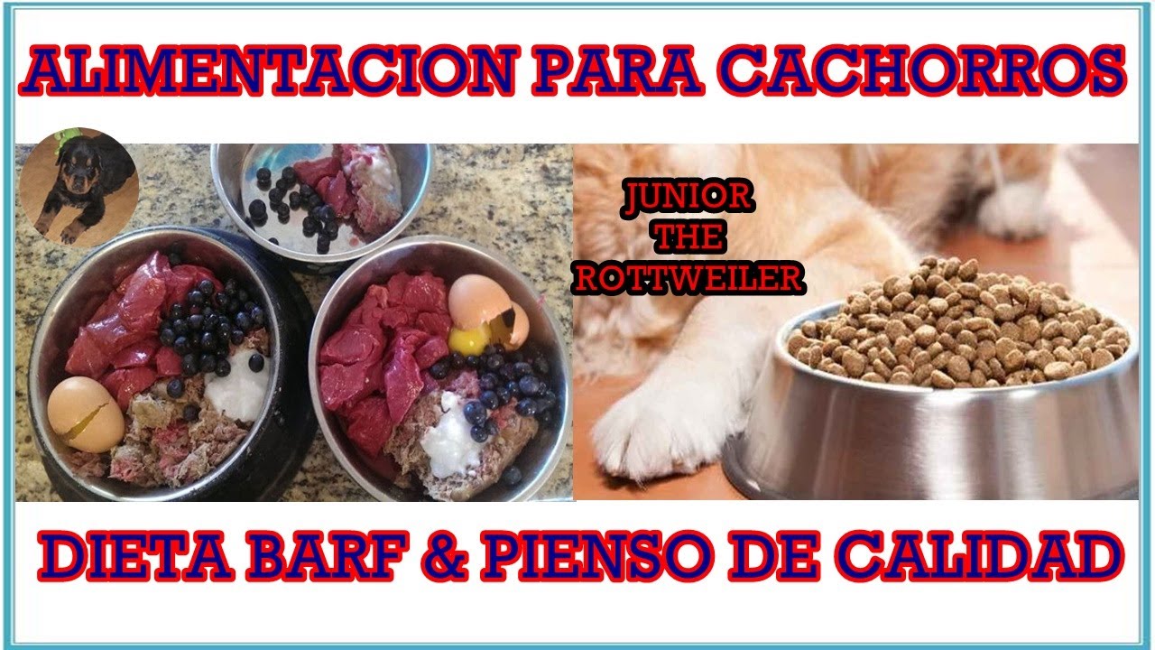 ALIMENTACION PARA CACHORROS (Dieta BARF) 