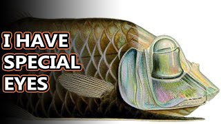 Barreleye facts: the domeheaded deep sea fish | Animal Fact Files