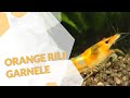 Orange Rili Zwerggarnele | Neocaridina davidi | Eine orange-transparente Garnele für dein Aquarium 🦐