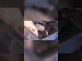 Mice Nature's Disposable Animals - Horrifying Planet