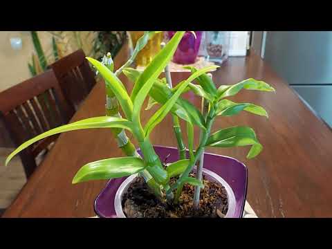 Video: Dendrobium Baster