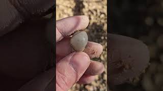 Coquilles du Lutétien #géologie #science #geology #fossil #fossile #paleontology #paléontologie