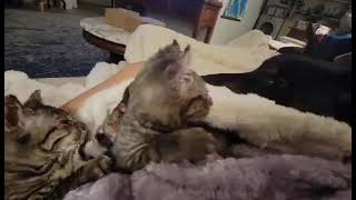 Two Kittens Mercilessly Burned In House Fire Are Thankful To Be Alive, But They're... [Story Below] by CUDDLY 31 views 4 days ago 15 seconds