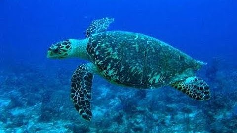 $6 - Đôi điều về loài rùa Biển Xanh - Đồi Mồi - Green sea turtle