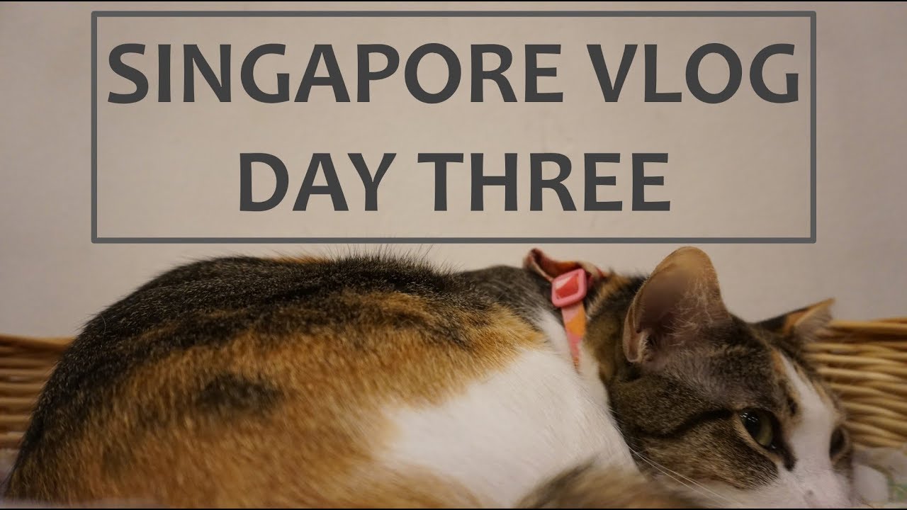 Moma Popa 2nd Anniversary Trip : Day 3 - Little India, Chinatown, Cat Cafe and  Future Airport !