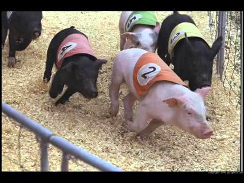 Видео: С кого е съвместимо прасето?