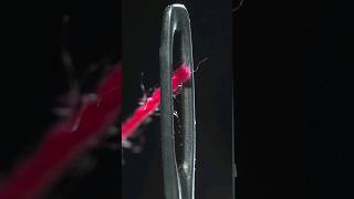 Thread and Needle #satisfying #asmr #macro #closeup #slowmotion #needle