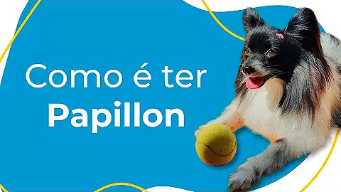 Qual é a raça Papillon?