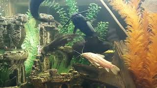Мой аквариум. Торакатум-альбинос и прочие обитатели.