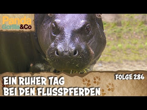 Video: Heute ist Nationaler Verwöhntag für Ihren Hund