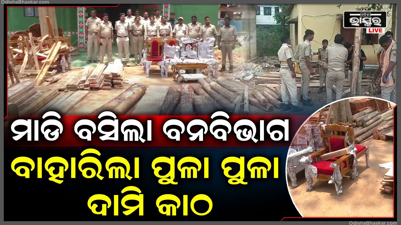 ବନବିଭାଗ ପଞ୍ଝାରେ ବେଆଇନ କାଠ ବେପାରୀ I ୨ଜଣଙ୍କୁ ଗିରଫ ସହ ଜବତ କଲା ଲକ୍ଷାଧିକ ଟଙ୍କାର କାଠ