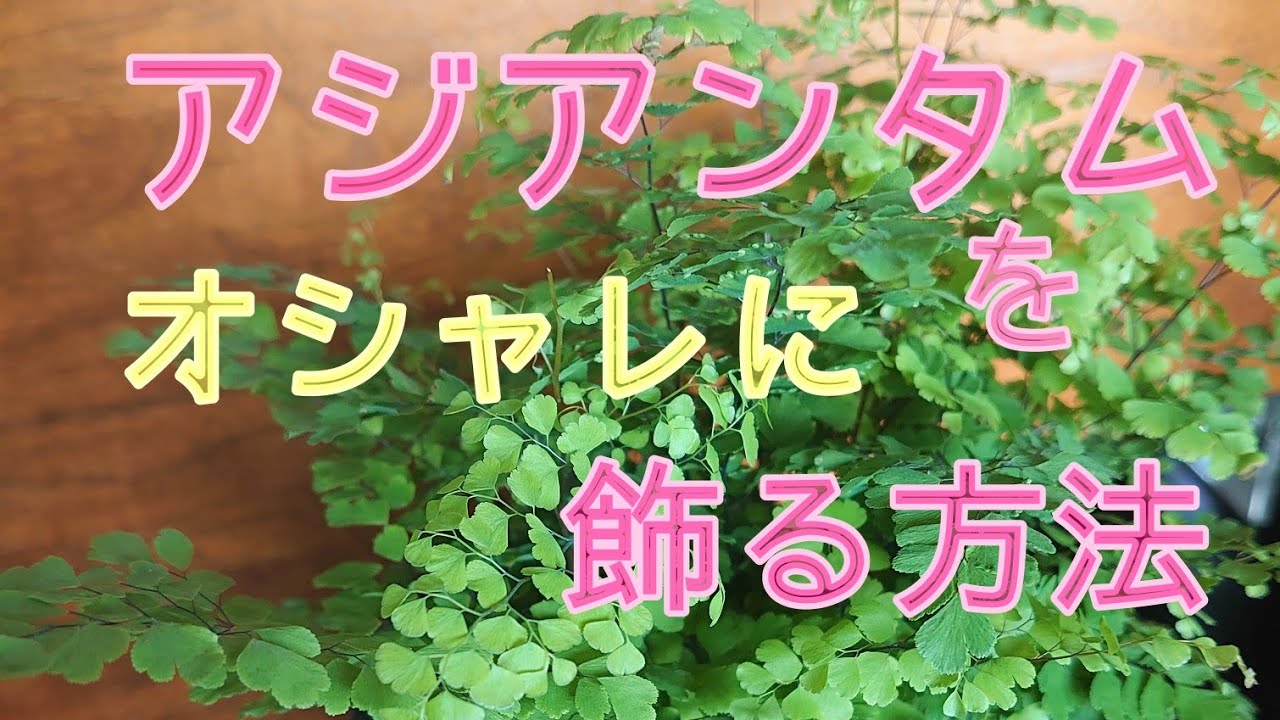 観葉植物 アジアンタムの植え替え マルチングでオシャレに Youtube