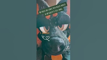 Little info about my commissions #fursuit #fursuitmaker #fursuitmaking #furries