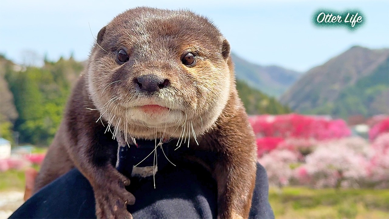 【悲報】満開の花桃の里で泳ぐカワウソたちにまさかの悲劇。楽しみにしてた「あのお店」が消えて、しょんぼり姿が切なすぎる…