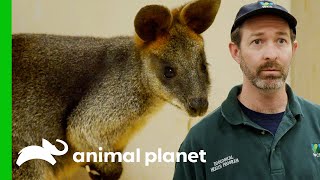 A Very Cute Wallaby Is Looking For A New Home | The Zoo