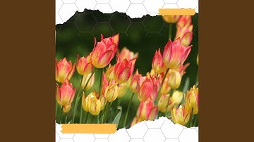 Scintillating Backdrops for Yearly Memories