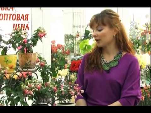 Уход за комнатными растениями от Ирины. Фуксия