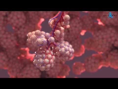Videó: Alveoli: Funkció, Struktúrák és Tüdő Egészség