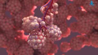 Alveoli 3D Medical Animation