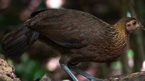 tiếng gà mái rừng kêu cục tác gọi trống. suab poj qaib tsauj zoo