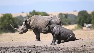 Baby Rhino From Africa LifeStyle