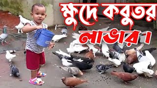 ছোট কবুতর প্রেমিক (পর্ব -১)| কবুতরের যত্ন | কবুতরের খাবার | কবুতরের চিকিৎসাpigeonকবুতর