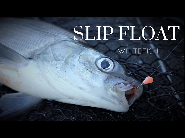 Slip Float / Long Rod Tactic for Whitefish Fishing 