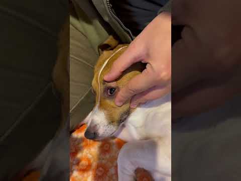 Video: Nápravná opatření pro suchou pokožku na štěňata Pit Bull