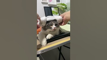 How to make your cat fall asleep 😴