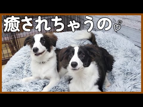 新しいベッドでじゃれ合う子犬姉妹が可愛すぎた…！【ボーダーコリー】