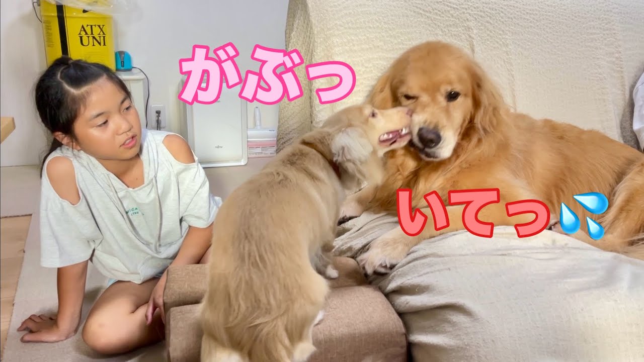 Cookie, a large dog, is completely overwhelmed by the power of