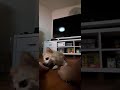 Amazing dog training tricks- Cute baby pomeranian puppy learn how to choose which hand has treats 🤩