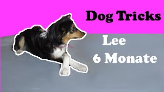 Border Collie Lee 6 Monate || Dog Tricks by JJ Trickdogjunkies 4,160 views 4 years ago 3 minutes, 14 seconds