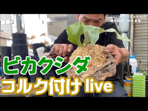 ビカクシダ コルク付け 水草 YouTubelive 岐阜農場 植物家族