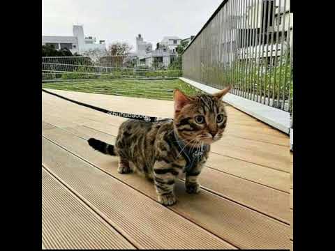 Suara Kucing - YouTube