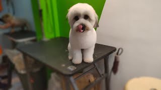 puppy cut shih-tzu standard by Ariel Rivera 450 views 2 years ago 1 minute, 36 seconds