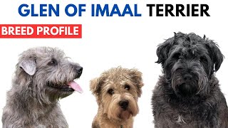 Glen of Imaal Terrier Breed Profile History  Price  Traits Imaal Terrier Grooming Needs  Lifespan